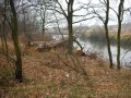Konary drzew - Międzywale rzeki Wisła