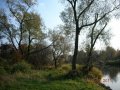 Konary drzew - Rzeka Wisła
