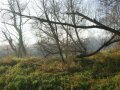 Konary drzew - Międzywale rzeki Wisły